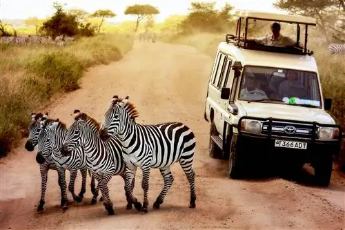 Зебры перед сафари-джипом в Национальном парке Серенгети, Танзания