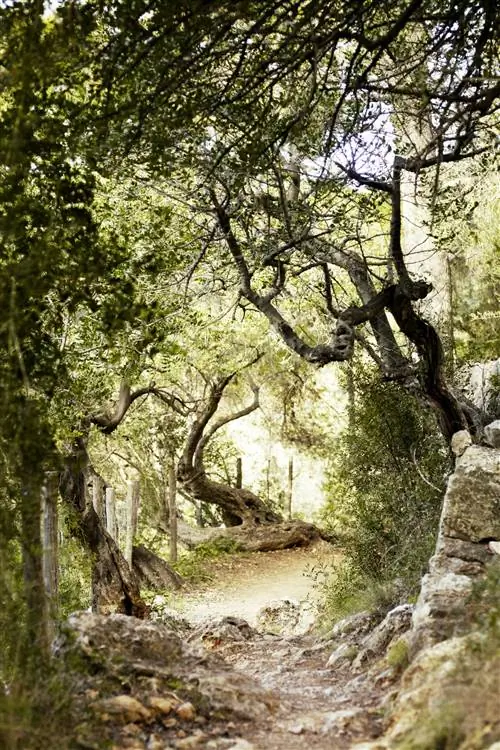 Пешеходная дорожка изгибается между искривленными деревьями