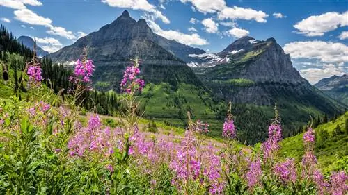 Фиолетовые цветы цветут на горном лугу с серыми пиками на заднем плане