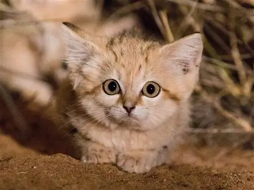 Этим котятам дикой песчаной кошки, возраст которых оценивается в шесть-восемь недель, исследователи впервые сфотографировали в их африканском ареале - марокканской Сахаре - в 2017 году. Юго-Западной и Центральной Азии) сложно.