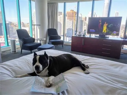 Черно-белая собака отдыхает на кровати в отеле InterContinental в Сан-Франциско. В углу комнаты два серых модернистских стула с оттоманкой и тумбочкой. Напротив кровати комод с телевизором. Окна составляют стены комнаты с видом на горизонт Сан-Франциско, включая ратушу слева и Башню Трансбей.