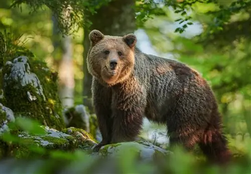Дикий бурый медведь стоит в лесу в Словении