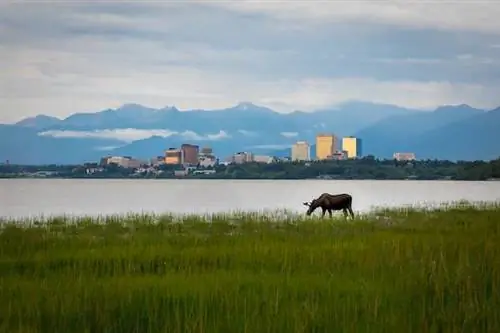 Лучшие районы Анкориджа полны пивоварен, велосипедных дорожек и медведей