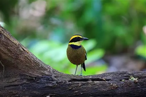 Яванская полосатая питта (Pitta guajana) стоит на ветке в Национальном парке Западного Бали.