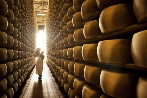 Parmigiano Reggiano выдерживается на деревянных полках не менее 12 месяцев.