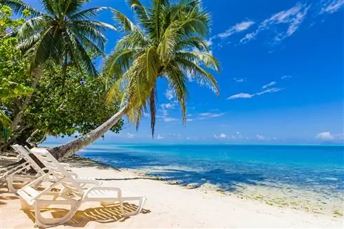 Красивый белый песчаный пляж во Французской Полинезии, окруженный пальмами, шезлонгами перед бирюзовой лагуной под голубым летним небом.