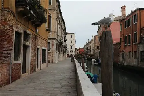 Чайка на одной из пустынных улиц Венеции.