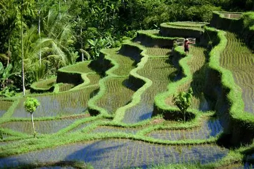 Обзор затопленных рисовых террас недалеко от Убуда