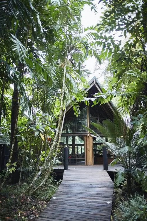 Вокруг Ferntree Rainforest Lodge толпится листва.