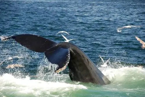 Горбатый кит в водах вокруг Бостона.