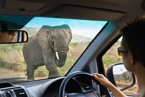 Африканский слон (Loxodonta africana) сквозь лобовое стекло автомобиля в национальном парке Пиланесберг.