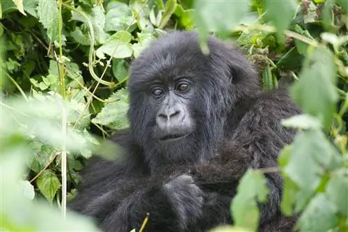 Встреча лицом к лицу с гориллой в горах Вирунга была для Гая волшебным моментом.