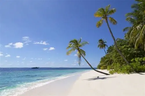С песчаными берегами, качающимися пальмами и километрами лазурного океана Мальдивы - настоящий рай.