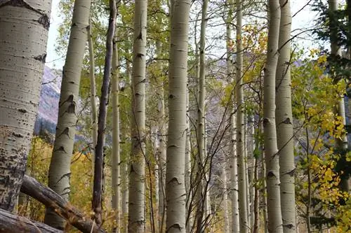 Осины вдоль тропы водопада Аппер-Пайни-Ривер