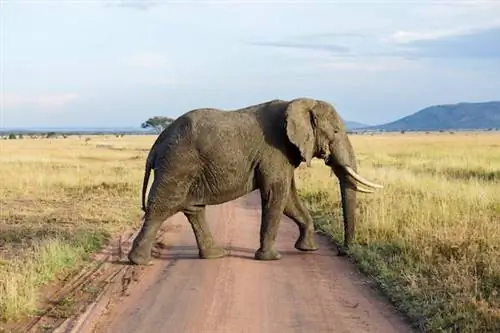Лучшие автопутешествия по Танзании предлагают много дикой природы и культуры