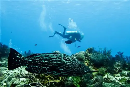 Большой морской окунь плывет низко к рифу; дайвер плывет горизонтально на заднем плане, держась на расстоянии от рифа и рыбы