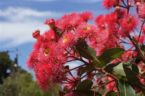 Яркий городской пейзаж, вид на реку и отличный кофе на каждом углу - Перт - превосходное место для отдыха на выходных.
