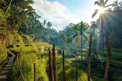 Колючие деревянные столбы забора находятся на переднем плане, когда мы смотрим на деревянную тропу, которая извивается вокруг вершины террасных рисовых полей в небольшом каньоне. Посреди оврага пальмы, а вдалеке дома; Первый раз на Бали