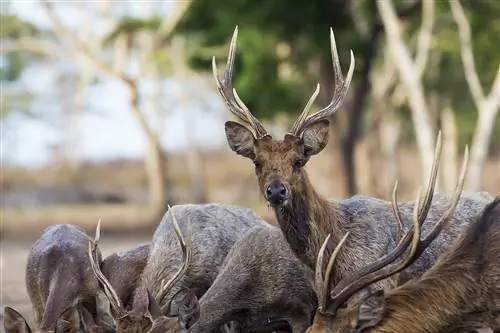 Семьи оленей бродят по национальному парку Западный Бали.