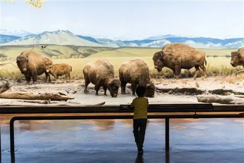 Человек смотрит на диораму в Музее естественной истории Лос-Анджелеса.