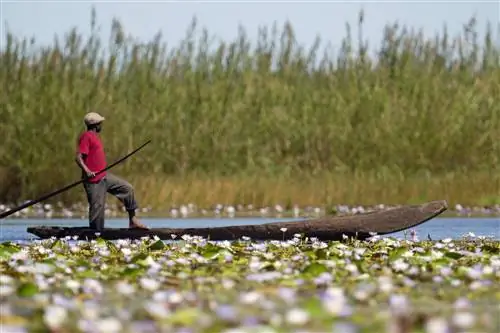 Лодочник плывет по водно-болотным угодьям Бангвеулу, Замбия.