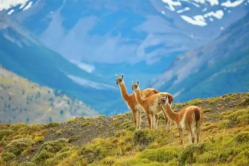 Где увидеть диких животных в Патагонии