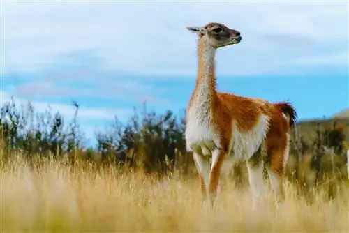 Гуанако в национальном парке Торрес-дель-Пайне осенью.