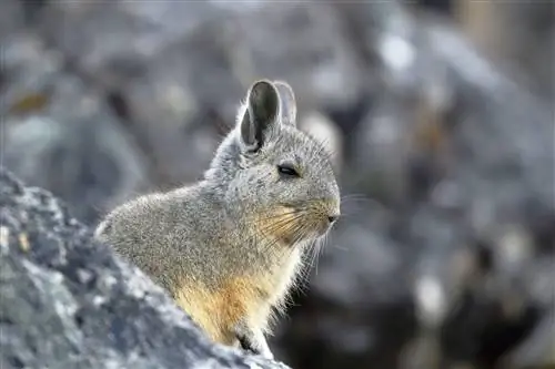 Вискача выглядывает из-за скалы