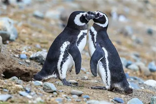 Два магеллановых пингвина касаются клювов возле гнезда на острове Магдалена.