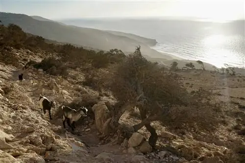 Три козла идут по очень каменистой тропе мимо корявых деревьев; вдали - береговая линия и слепящее солнце, отражающееся в воде.