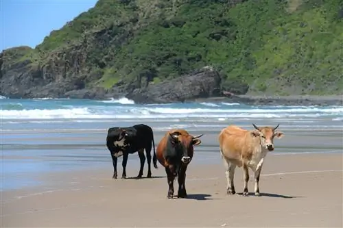 Три коричневые коровы на песчаном Втором пляже в Южной Африке