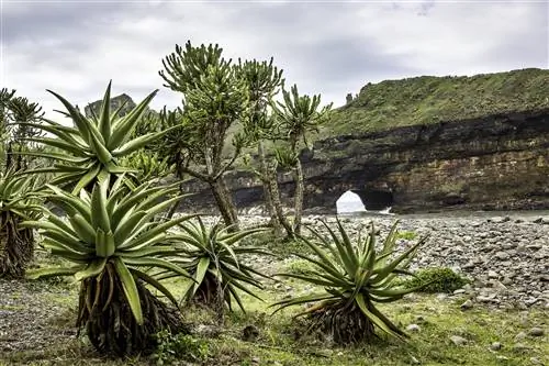 Растения алоэ обрамляют дыру в скале возле Кофейной бухты.