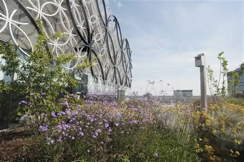 Пурпурные и желтые цветы на террасе на крыше «Тайного сада» 7-го этажа библиотеки Бирмингема.