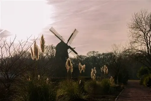 Ветряная мельница Slottsmöllan недалеко от Мальмё в Сконе, Швеция, почти вырисовывается силуэтом на фоне розового неба в окружении деревьев и пушистой травы в парке.