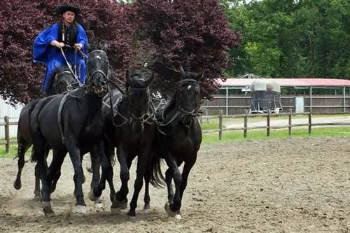 Демонстрация навыков верховой езды хортобадьских всадников.