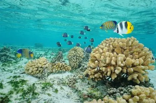 Свидание с океаном в Муреа, Французская Полинезия