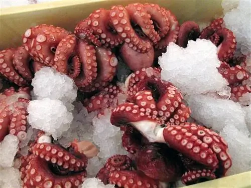Осьминог на рынке Цукидзи. Фото Джера Торпа / CC BY-ND 2.0