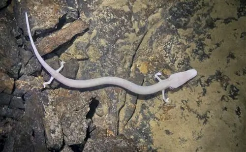 Proteus anguinus, или олм, также называемый человеком-рыбой, пойманный в своей естественной среде обитания в подземной водной пещере Планинска-Яма, Словения.