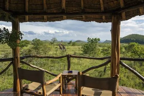 Глядя на пару деревянных стульев на балконе жилого дома с соломенной крышей, можно увидеть трех жирафов, гуляющих по зеленой траве холмов Чьюлу.