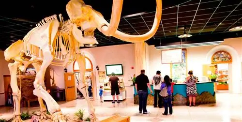 Скелет мамонта выставлен в Аризонском музее естественной истории в Месе, штат Аризона, а посетители слоняются на заднем плане.