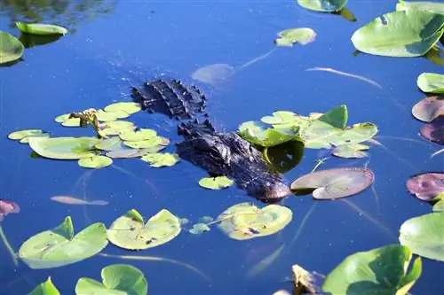 Крокодил плавает среди водяных лилий в пруду с тропой змеешейки в Национальном парке Эверглейдс. - j.webp