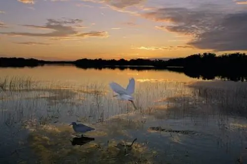 Флорида купила 20 000 акров земли для защиты Эверглейдс