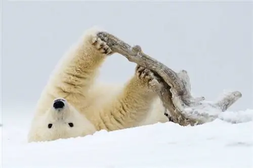 Он выглядит симпатичным, не так ли? Но это не так.