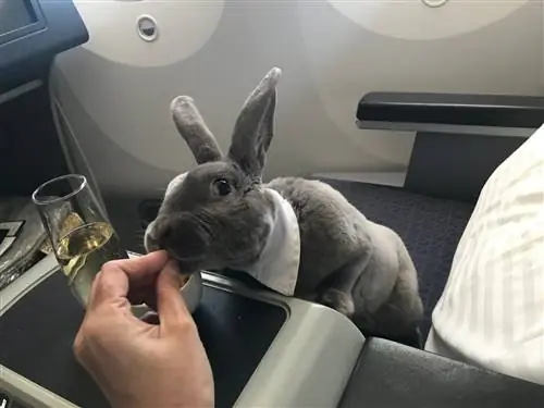 Кролик Коко на сиденье самолета с закусками