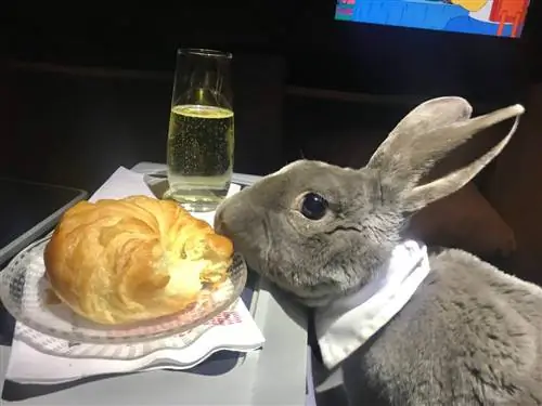 Кролик Коко на сиденье самолета с закусками