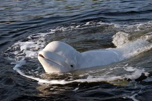 Белуха, Белое море, Карелия.