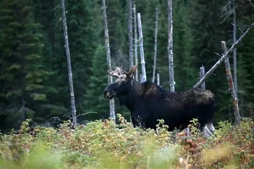 Лоси замечены в Форе-Монморанси.