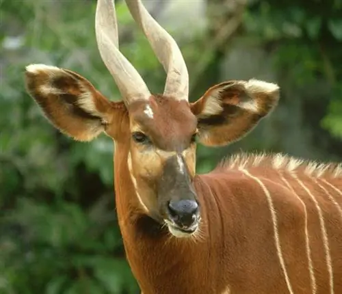 Бонго - одни из самых крупных лесных антилоп.