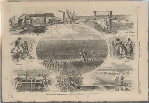 Иллюстрация из журнала Harper's Weekly от 5 января 1867 года, подробно описывающая выращивание риса на канале Огечи недалеко от Саванны, штат Джорджия.