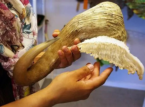 Крупный план женской руки, деликатно держащей большие изогнутые рога овцебыка, в ремесленной мастерской в Кангерлуссуаке, Гренландия.